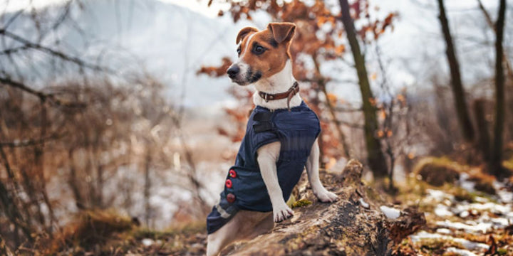 A Guide to the Art of Dressing Your Dog