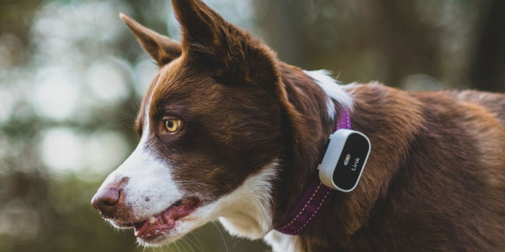 The Ultimate Guide to GPS Dog Collars