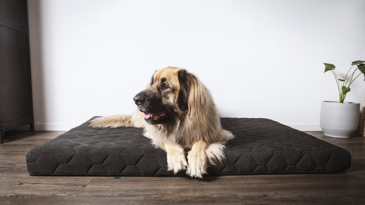 The Ultimate Comfort Zone: Exploring Everything About Extra Large Dog Mattresses